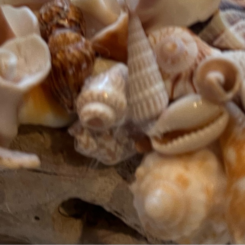 Handmade Seashell Driftwood Art - Picture 6 of 6